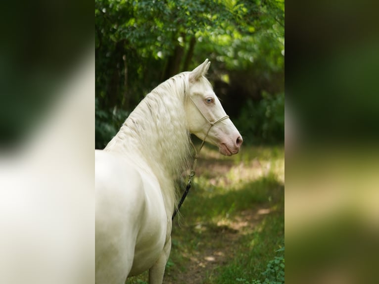 American Quarter Horse Stute 7 Jahre 150 cm Cremello in P&#xE1;kozd