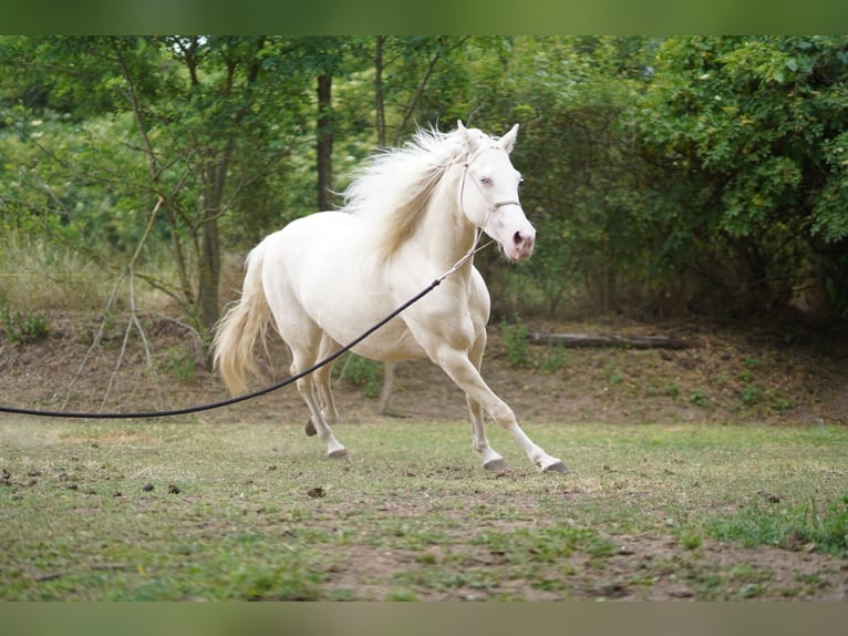 American Quarter Horse Stute 7 Jahre 150 cm Cremello in P&#xE1;kozd