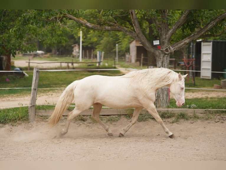 American Quarter Horse Stute 7 Jahre 150 cm Cremello in P&#xE1;kozd