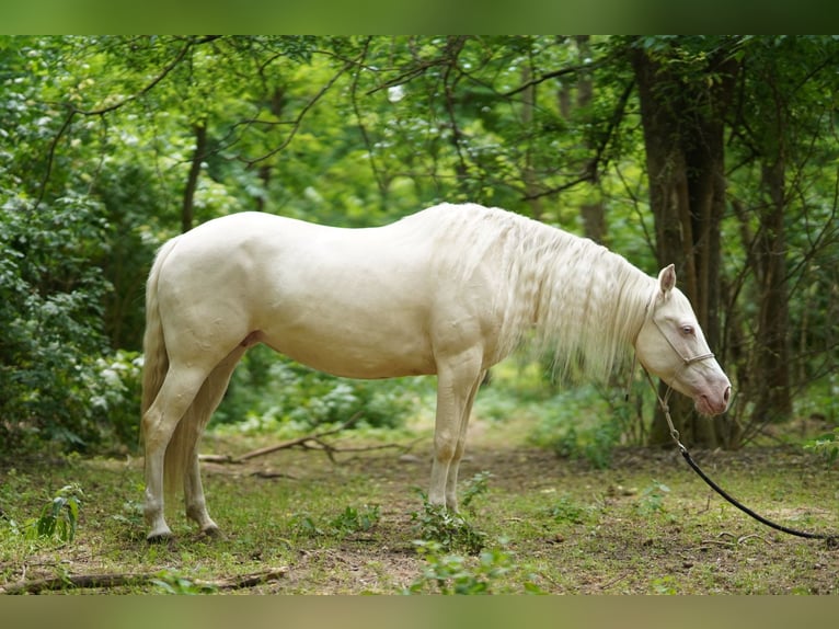 American Quarter Horse Stute 7 Jahre 150 cm Cremello in P&#xE1;kozd