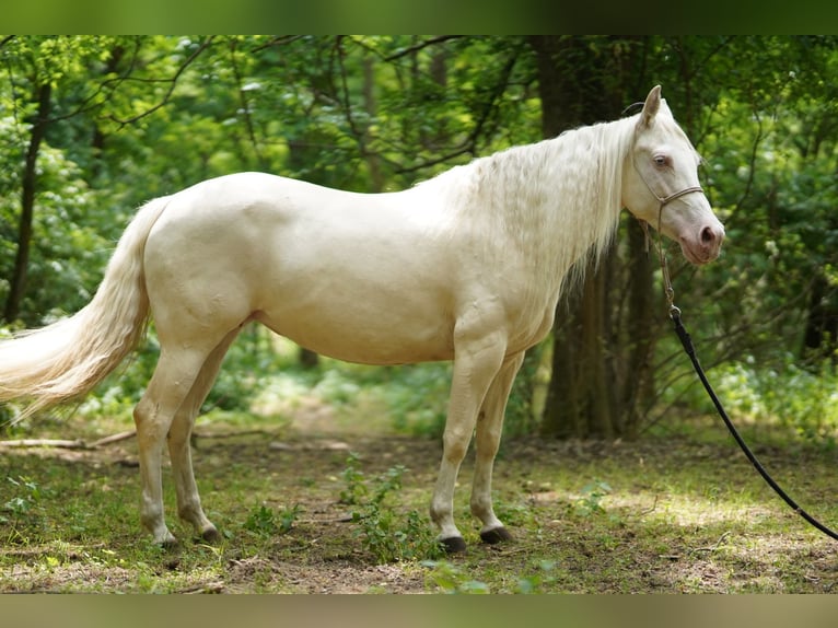American Quarter Horse Stute 7 Jahre 150 cm Cremello in P&#xE1;kozd