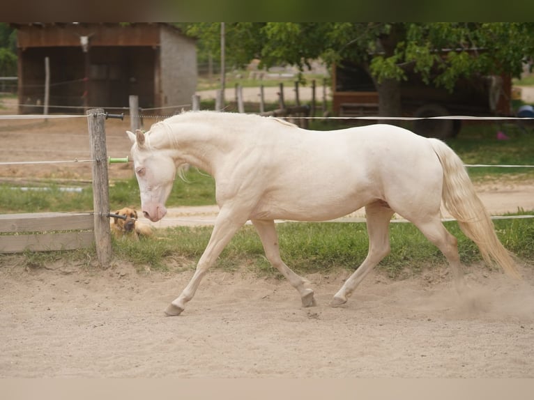 American Quarter Horse Stute 7 Jahre 150 cm Cremello in P&#xE1;kozd