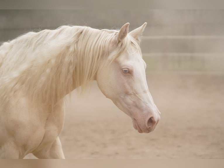 American Quarter Horse Stute 7 Jahre 150 cm Cremello in P&#xE1;kozd