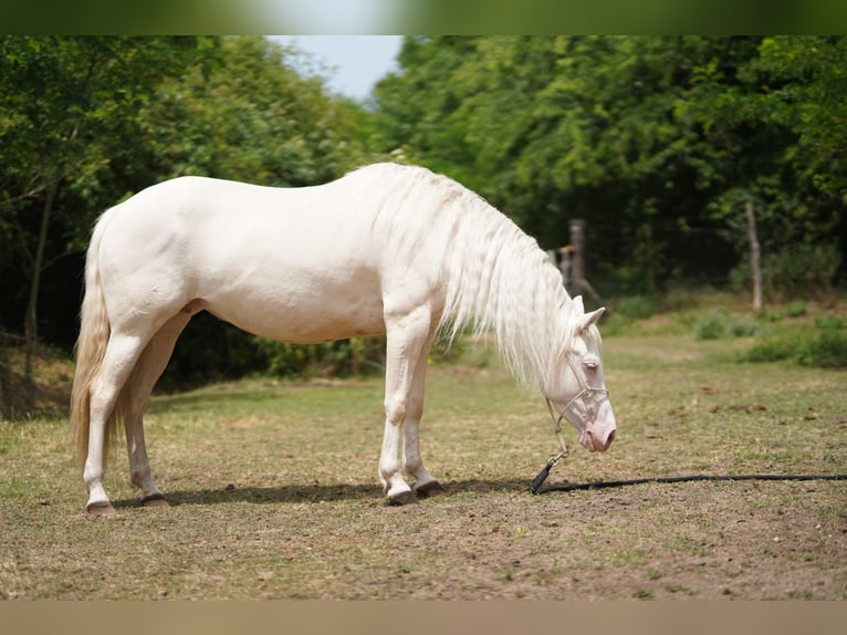 American Quarter Horse Stute 7 Jahre 150 cm Cremello in P&#xE1;kozd