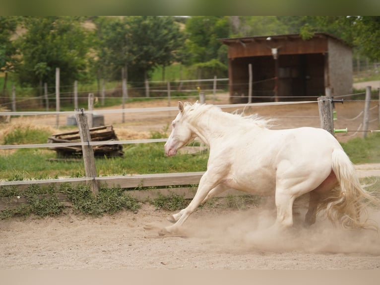 American Quarter Horse Stute 7 Jahre 150 cm Cremello in P&#xE1;kozd