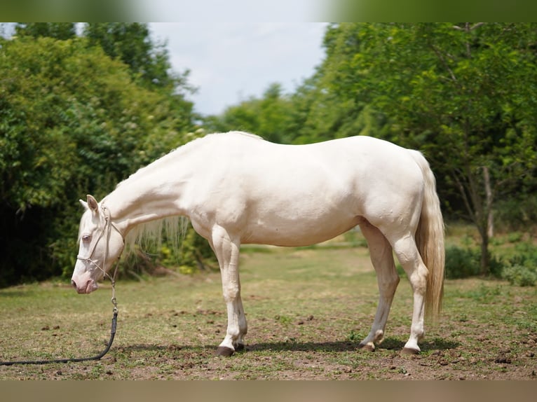 American Quarter Horse Stute 7 Jahre 150 cm Cremello in P&#xE1;kozd
