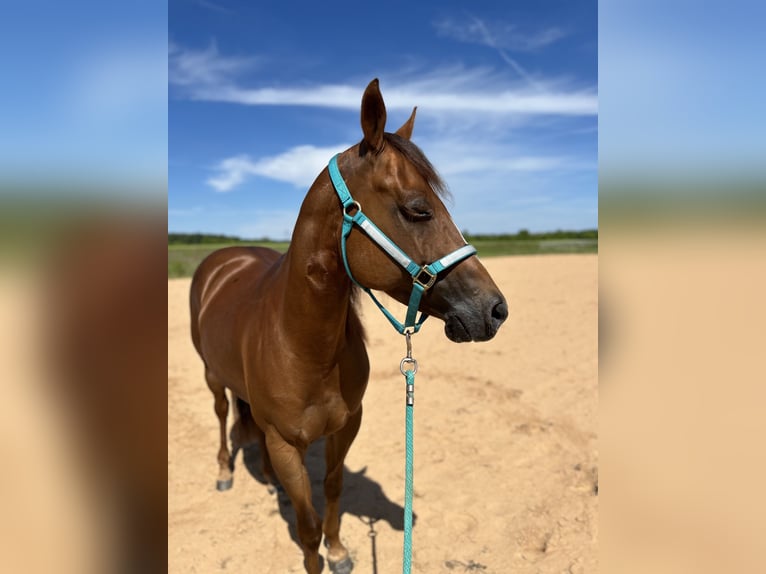 American Quarter Horse Stute 7 Jahre 150 cm Dunkelfuchs in Wertheim