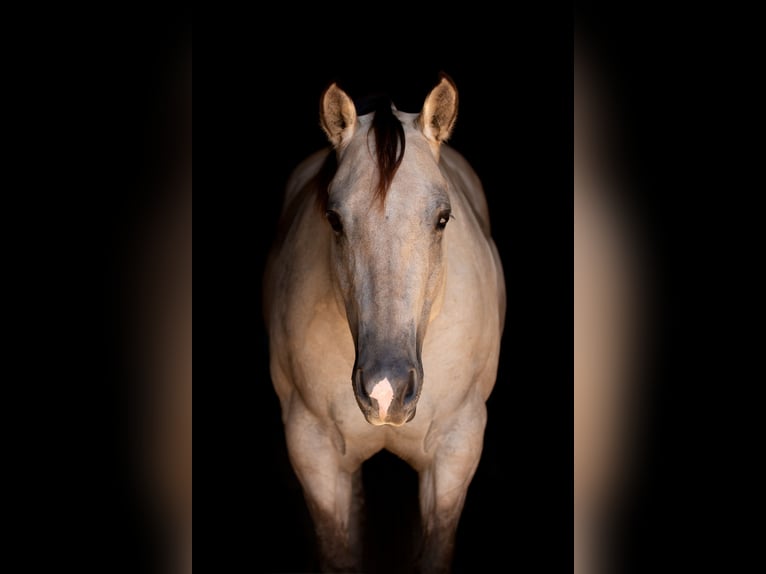 American Quarter Horse Stute 7 Jahre 150 cm Falbe in Argyle, TX