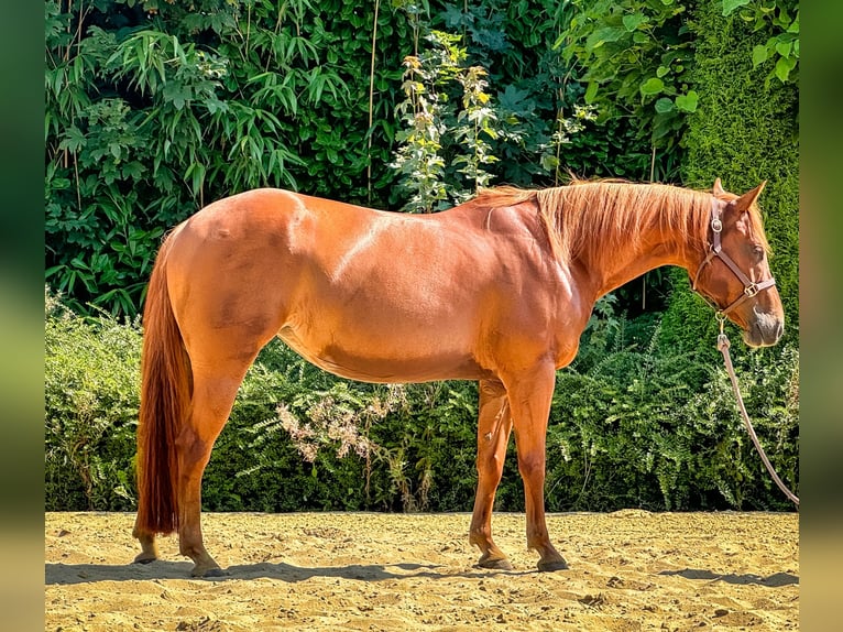 American Quarter Horse Stute 7 Jahre 150 cm Fuchs in Vorstenbosch