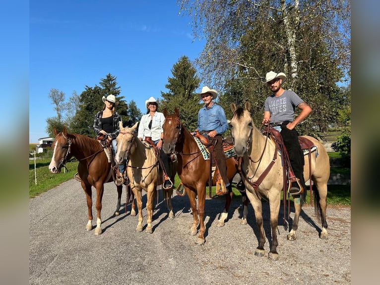 American Quarter Horse Stute 7 Jahre 150 cm Palomino in Neukirchen am Walde
