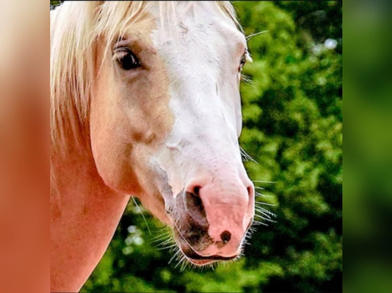 American Quarter Horse Mix Stute 7 Jahre 150 cm Palomino in Lieren