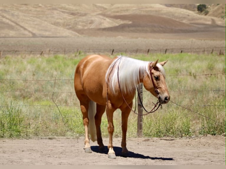 American Quarter Horse Stute 7 Jahre 150 cm Palomino in King City