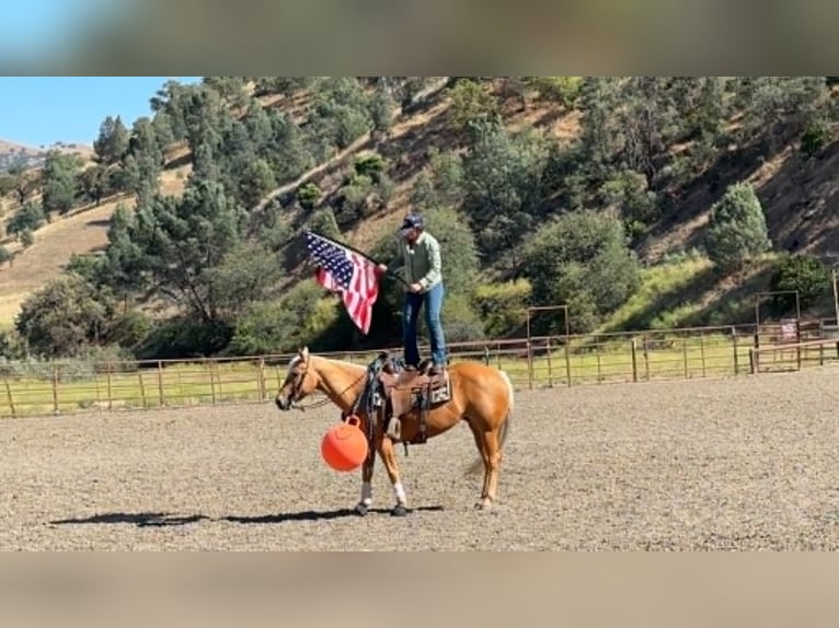 American Quarter Horse Stute 7 Jahre 150 cm Palomino in King City