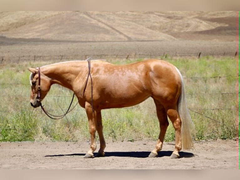 American Quarter Horse Stute 7 Jahre 150 cm Palomino in King City