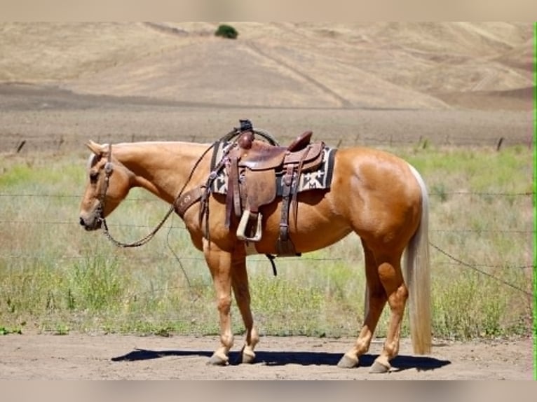 American Quarter Horse Stute 7 Jahre 150 cm Palomino in King City
