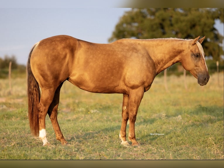 American Quarter Horse Stute 7 Jahre 150 cm Palomino in Cisco
