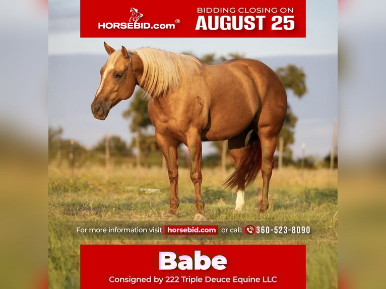 American Quarter Horse Stute 7 Jahre 150 cm Palomino in Cisco