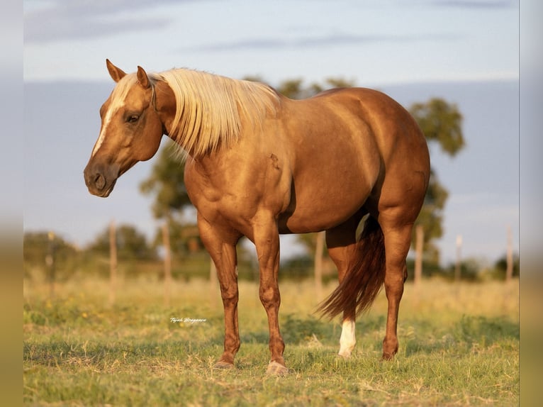 American Quarter Horse Stute 7 Jahre 150 cm Palomino in Cisco