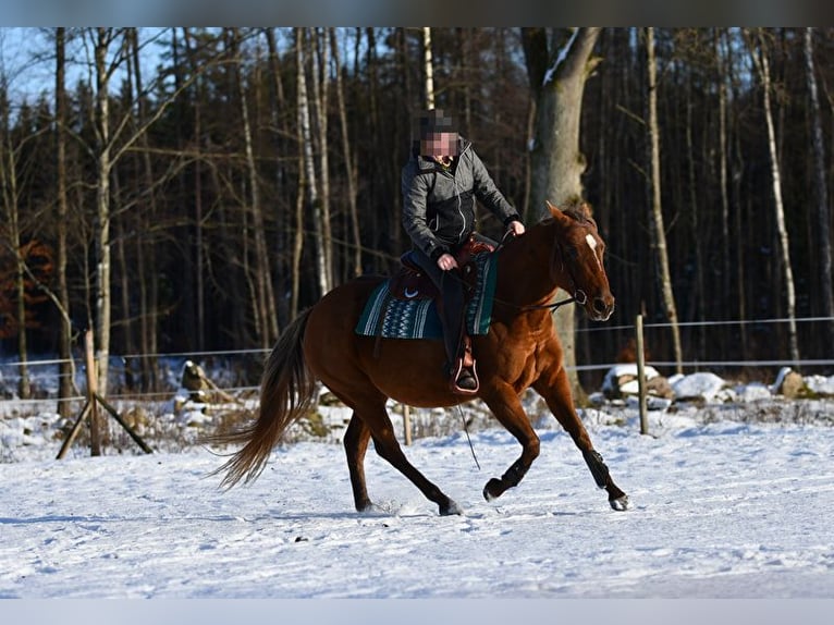 American Quarter Horse Stute 7 Jahre 150 cm Rotbrauner in Hassleholm