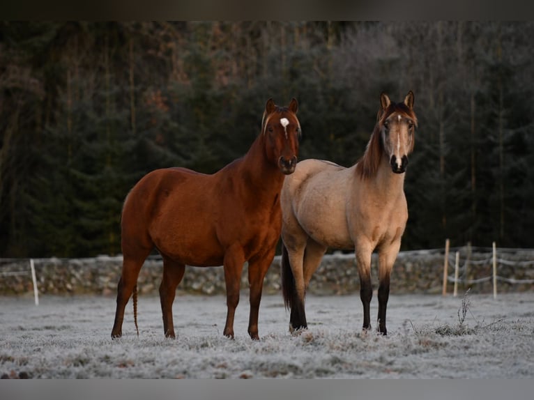 American Quarter Horse Stute 7 Jahre 150 cm Rotbrauner in Hassleholm