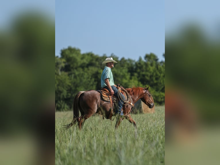 American Quarter Horse Stute 7 Jahre 150 cm Rotfuchs in Kingston