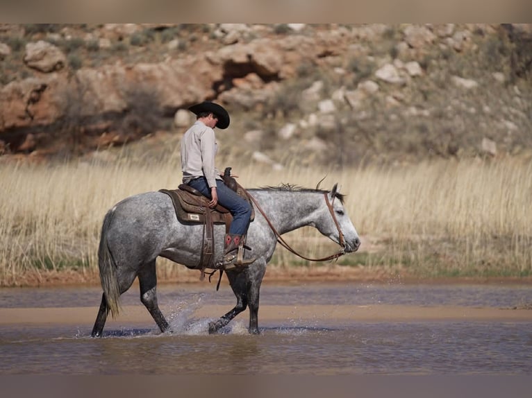 American Quarter Horse Stute 7 Jahre 150 cm Schimmel in Canyon