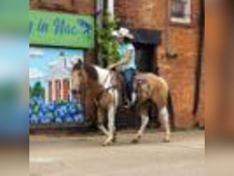 American Quarter Horse Stute 7 Jahre 150 cm Tobiano-alle-Farben in Rusk TX