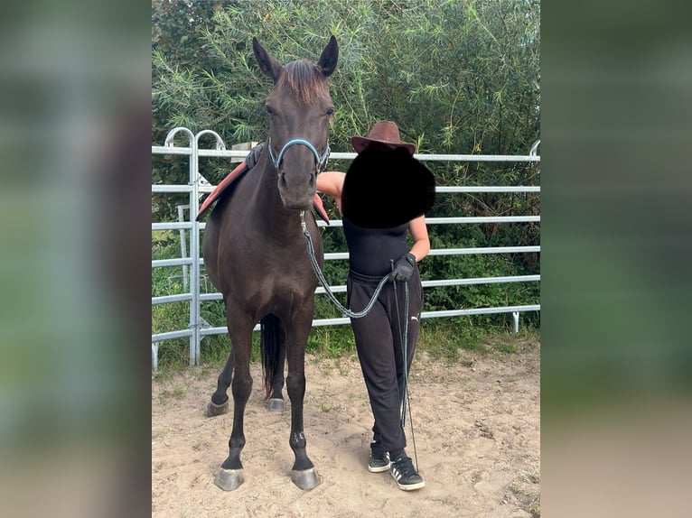 American Quarter Horse Mix Stute 7 Jahre 151 cm Rappe in Möllenhagen