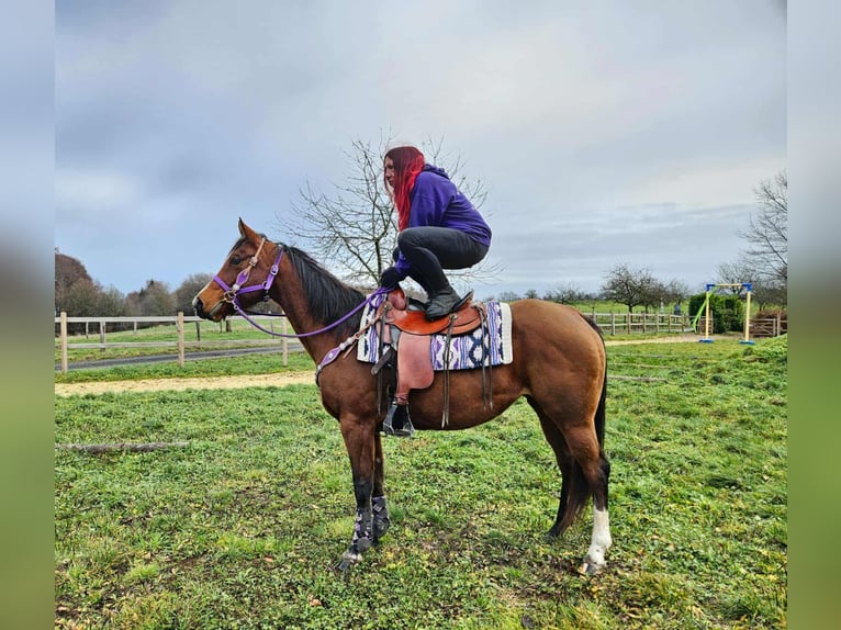 American Quarter Horse Stute 7 Jahre 152 cm Brauner in Linkenbach