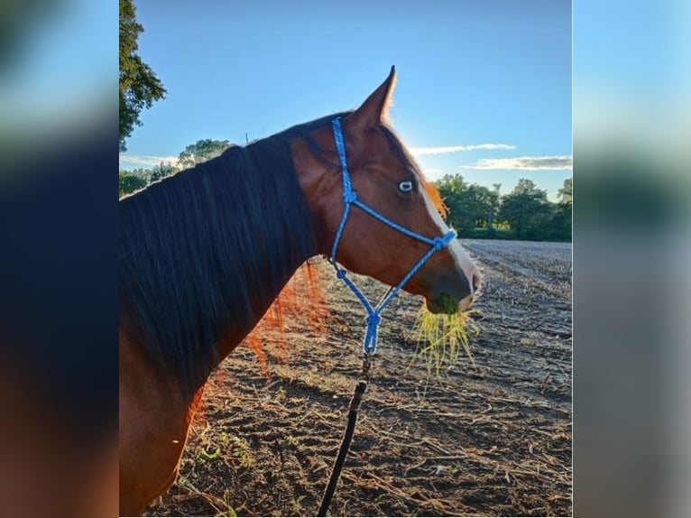 American Quarter Horse Stute 7 Jahre 152 cm Brauner in Haltern am See