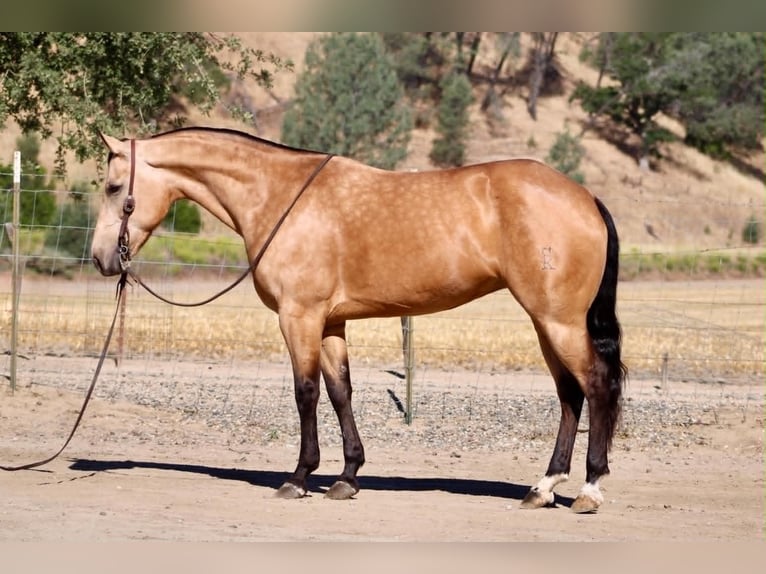 American Quarter Horse Stute 7 Jahre 152 cm Buckskin in Tres Pinos