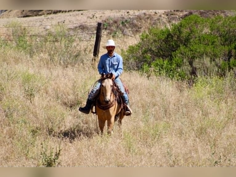 American Quarter Horse Stute 7 Jahre 152 cm Buckskin in Tres Pinos