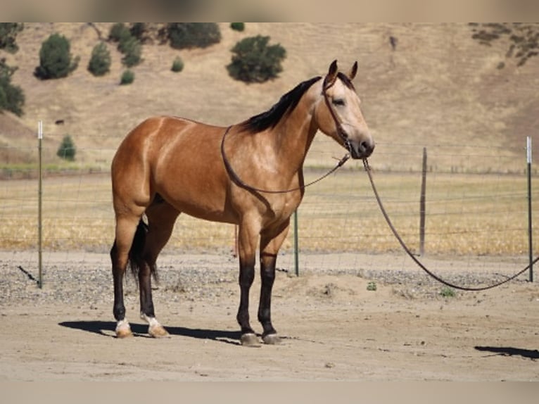 American Quarter Horse Stute 7 Jahre 152 cm Buckskin in Tres Pinos