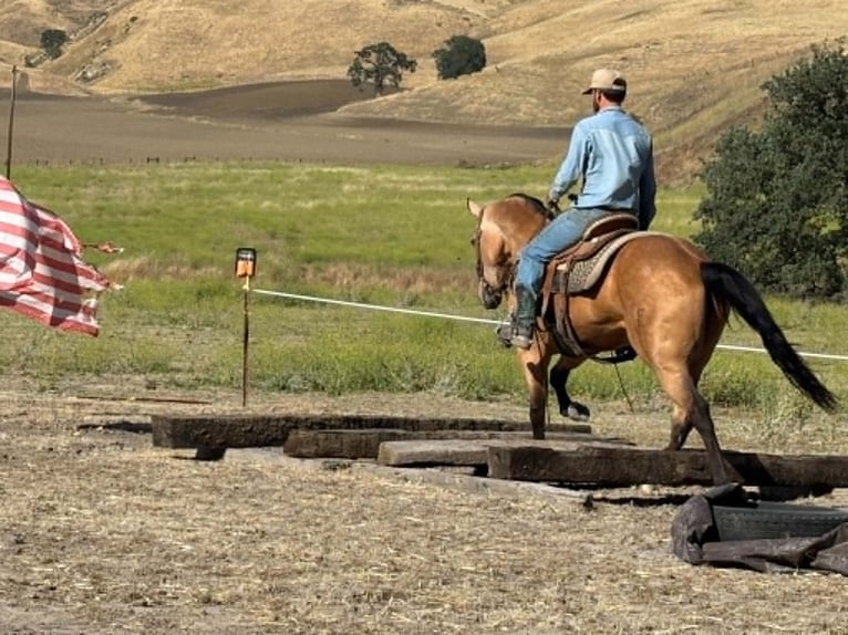 American Quarter Horse Stute 7 Jahre 152 cm Buckskin in Tres Pinos