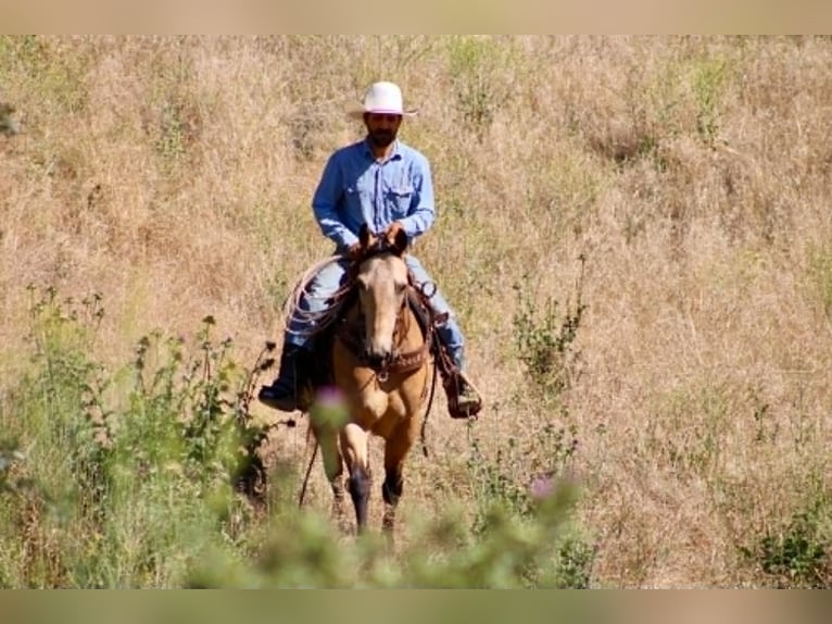 American Quarter Horse Stute 7 Jahre 152 cm Buckskin in Tres Pinos
