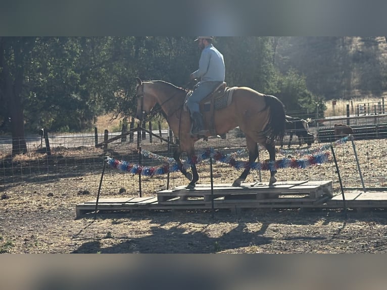 American Quarter Horse Stute 7 Jahre 152 cm Buckskin in Tres Pinos