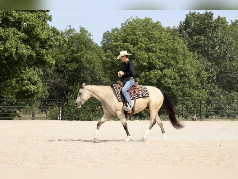 American Quarter Horse Stute 7 Jahre 152 cm Buckskin in Mount Vernon, MO