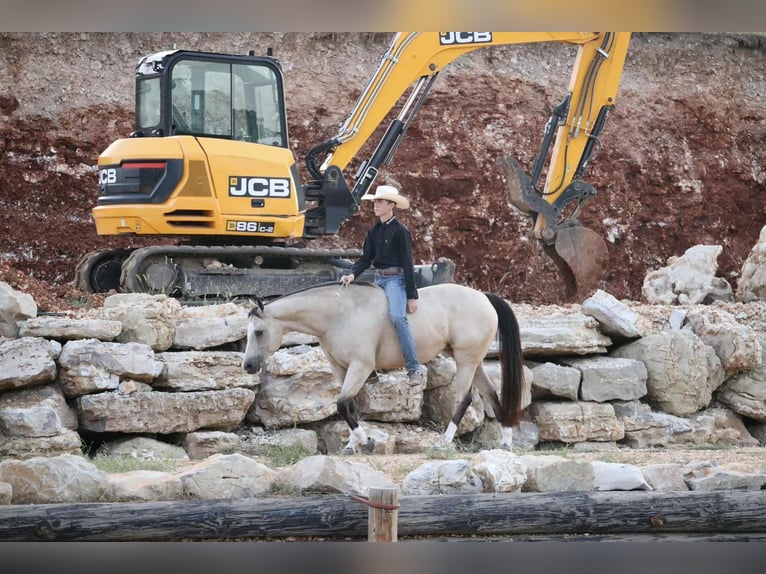 American Quarter Horse Stute 7 Jahre 152 cm Buckskin in Mount Vernon, MO