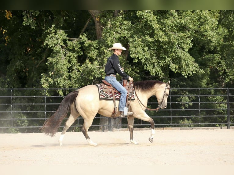 American Quarter Horse Stute 7 Jahre 152 cm Buckskin in Mount Vernon, MO