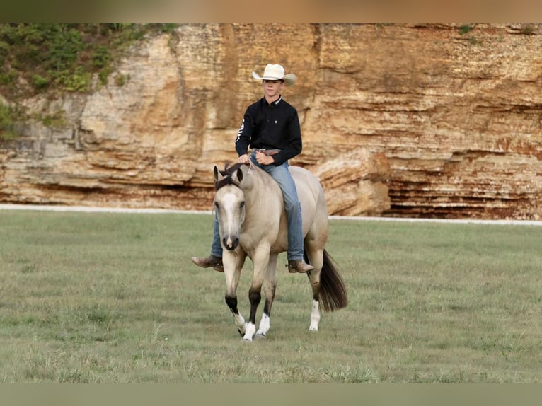 American Quarter Horse Stute 7 Jahre 152 cm Buckskin in Mount Vernon, MO