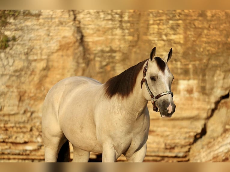 American Quarter Horse Stute 7 Jahre 152 cm Buckskin in Mount Vernon, MO