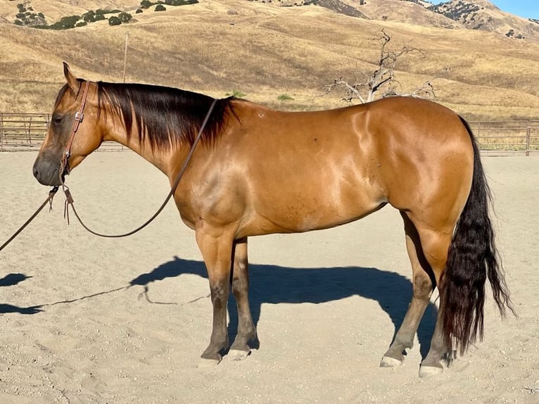 American Quarter Horse Stute 7 Jahre 152 cm Buckskin in Paicines CA
