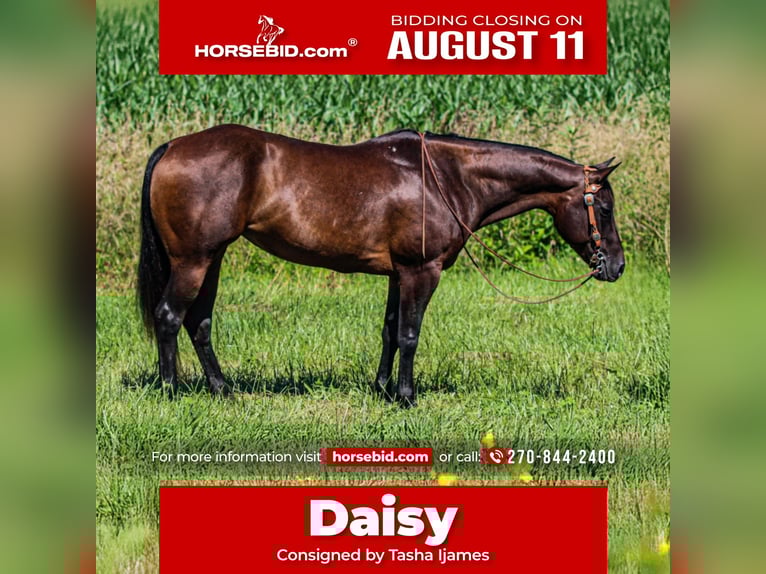 American Quarter Horse Stute 7 Jahre 152 cm Dunkelbrauner in Henderson, KY