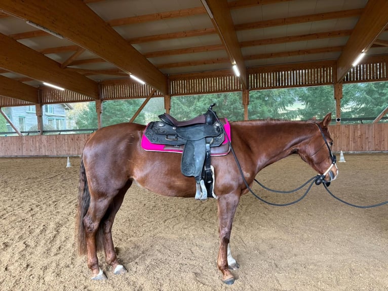 American Quarter Horse Stute 7 Jahre 152 cm Dunkelfuchs in Durchhausen