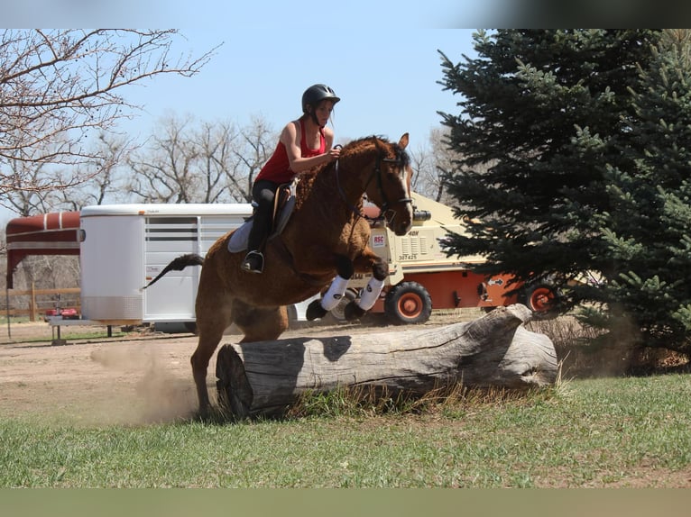 American Quarter Horse Stute 7 Jahre 152 cm Falbe in Fort Collins CO