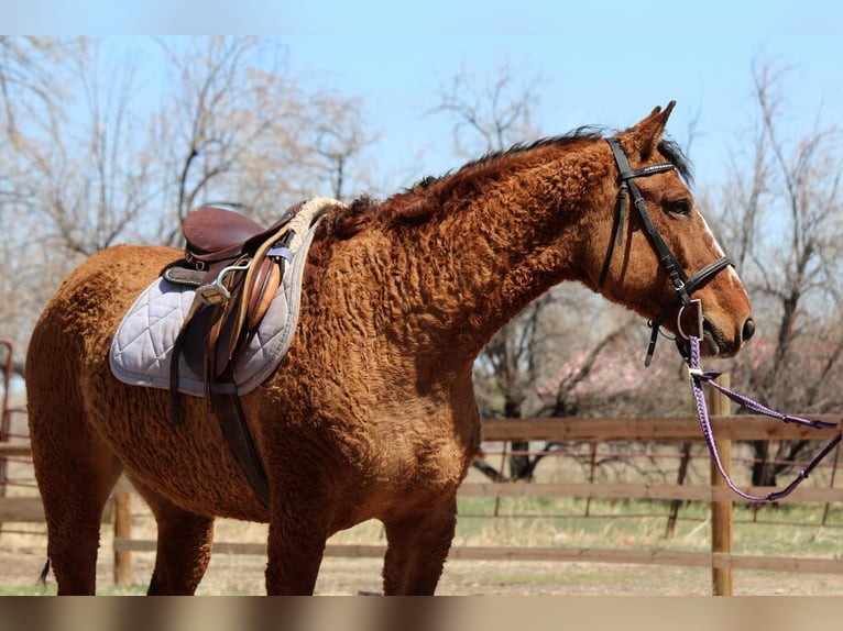 American Quarter Horse Stute 7 Jahre 152 cm Falbe in Fort Collins CO