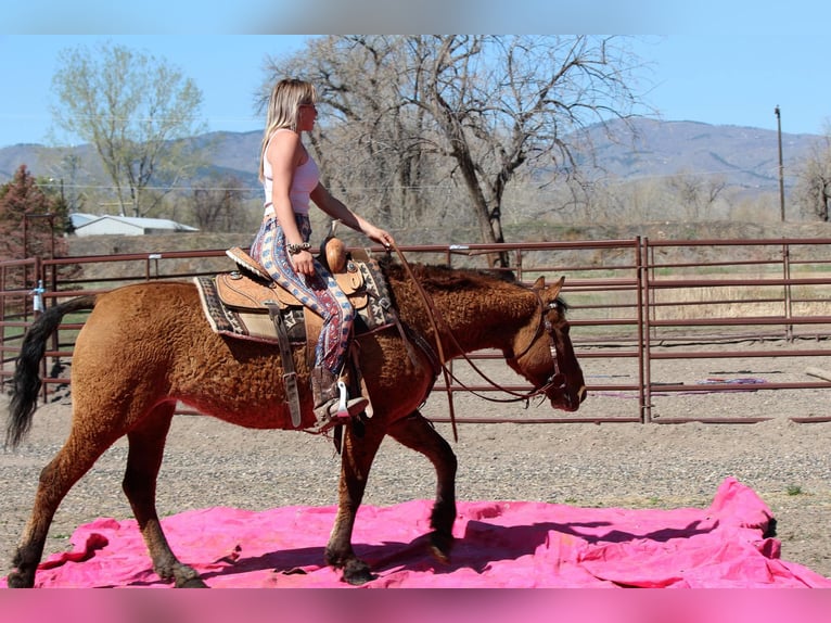 American Quarter Horse Stute 7 Jahre 152 cm Falbe in Fort Collins CO