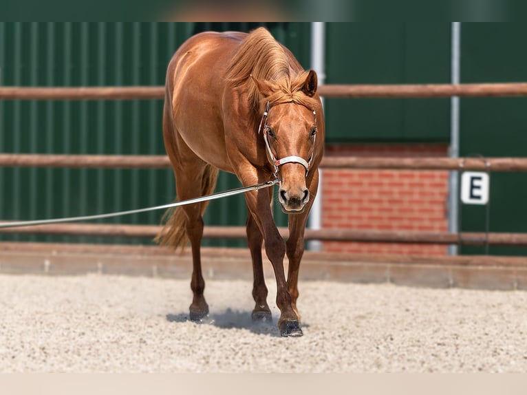 American Quarter Horse Stute 7 Jahre 152 cm Fuchs in KerpenKerpen