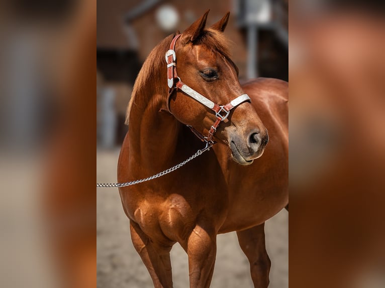 American Quarter Horse Stute 7 Jahre 152 cm Fuchs in KerpenKerpen