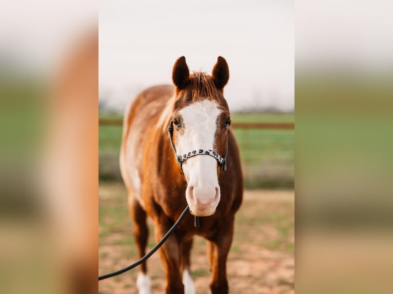 American Quarter Horse Stute 7 Jahre 152 cm Overo-alle-Farben in Wichita Falls